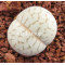 Dinteranthus vanzylii (lined) - Seed